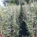 Sorbus intermedia fk Björsäter