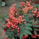 Sorbus 'Rosmari'