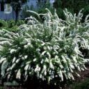 Spiraea × cinerea 'Grefsheim'
