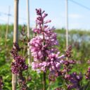 Syringa × josiflexa 'Royalty' rotäkta