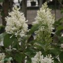 Syringa josikaea 'Holger' rotäkta
