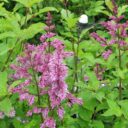 Syringa josikaea 'Måttsund'