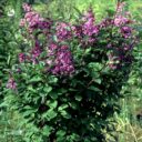 Syringa josikaea 'Oden'