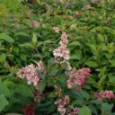 Syringa komarowii ssp.reflexa
