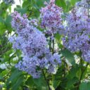 Syringa vulgaris