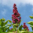 Syringa vulgaris 'Charles Joly'