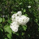 Syringa vulgaris f. alba