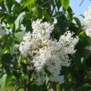 Syringa vulgaris f. alba fk VEBERÖD