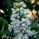 Syringa vulgaris 'Mme Lemoine'