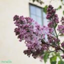 Syringa vulgaris 'Emilie Piper'