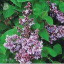 Syringa vulgaris 'Norrfjärden' PBR