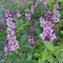 Syringa wolfii 'San'