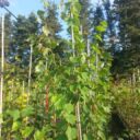 Tilia cordata