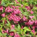 Weigela florida 'Korea'
