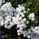 Achillea ptarmica mult. 'Boule de Neige'