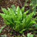 Asplenium scolopendrium