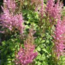 Astilbe chinensis 'Pumila'