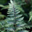 Athyrium niponicum 'Red Beauty'