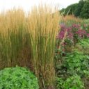 Calamagrostis × acutifl. 'Karl Foerster'