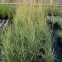 Calamagrostis × acutiflora 'Overdam'