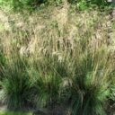 Deschampsia cespitosa 'Goldschleier'