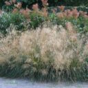 Deschampsia cespitosa 'Goldtau'