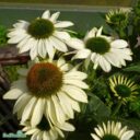 Echinacea SUNSEEKERS WHITE 'Apecssiwh'