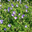 Geranium 'Brookside'