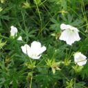 Geranium sanguineum 'Album'