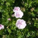 Geranium sanguineum 'Apfelblüte'