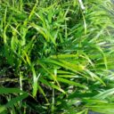 Hakonechloa macra