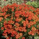 Helenium (Autumn.-Gr) 'Rubinzwerg'
