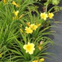 Hemerocallis 'Stella de Oro'