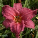 Hemerocallis 'Summer Wine'