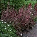 Heuchera 'Rachel'