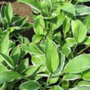 Hosta (Fortunei) 'Francee'