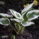 Hosta (Fortunei) 'Patriot'