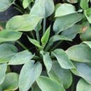 Hosta (Tardiana-Gruppen) 'Halcyon'