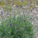 Lavandula angustifolia 'Hidcote'
