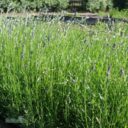 Lavandula angustifolia 'Munstead'