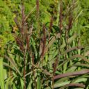 Miscanthus sinensis 'Purpurascens'