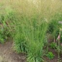 Molinia arundinacea 'Transparent' Äkta