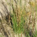 Molinia caerulea 'Moorhexe'