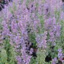 Nepeta × faassenii 'Walker's Low'