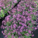 Origanum laevigatum 'Herrenhausen'