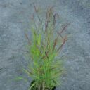 Panicum virgatum 'Rotstrahlbusch'