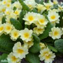 Primula vulgaris 'Rut'