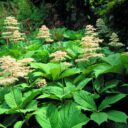 Rodgersia podophylla