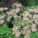 Hylotelephium 'Herbstfreude'