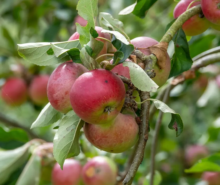 Fruktträd